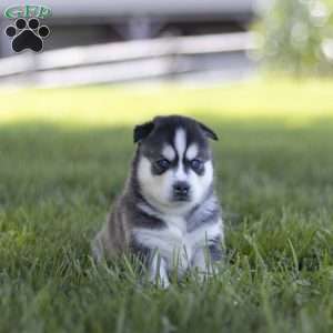 Sage, Siberian Husky Puppy